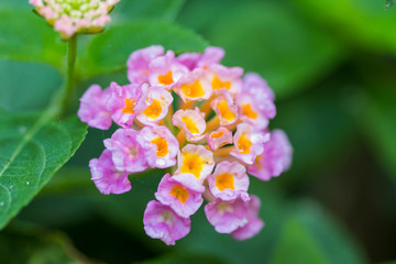 Beautiful Colorful Hedge Flower, Weeping Lantana, Lantana camara Linn in the garden