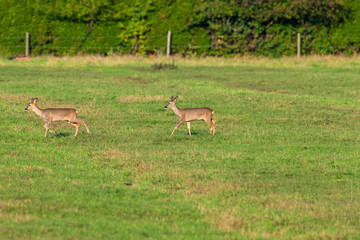 A herd of deer  runs in sporadically and together in the autumnal evening over a field in the direction of a trench