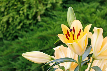 Yellow lily flowers in the garden.