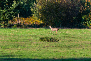 A herd of deer  runs in sporadically and together in the autumnal evening over a field in the direction of a trench