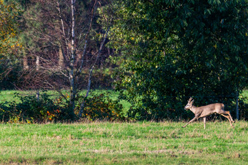 Obraz na płótnie Canvas A herd of deer runs in sporadically and together in the autumnal evening over a field in the direction of a trench