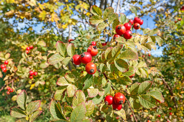 Red rose hip shrub in the garden.