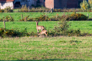 A herd of deer  runs in sporadically and together in the autumnal evening over a field in the direction of a trench