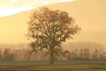 Tree On A Field At Sunset