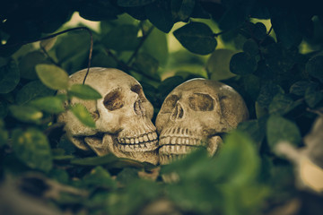 Still Life with human skull