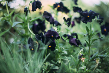 black berries on a bush