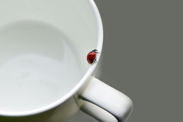 Morning background, ladybug crawling on a coffee cup on the table © Vadim