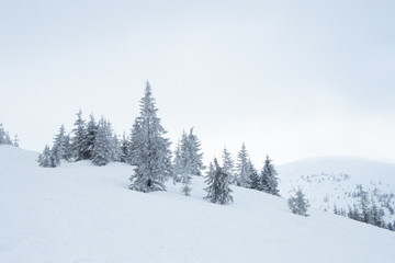 Beautiful Winter Mountain Landscape with Snow Covered Fir Trees in the Morning.