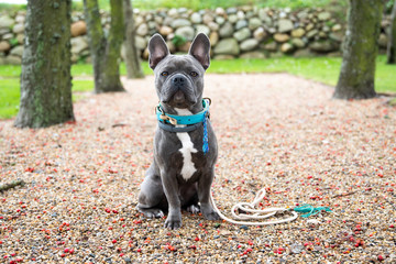 Sublime looking french bulldog in a park