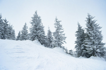 Beautiful Winter Mountain Landscape with Snow Covered Fir Trees in the Morning.