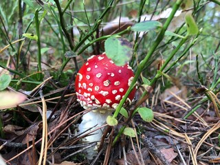 red mushroom in the forest © Magda