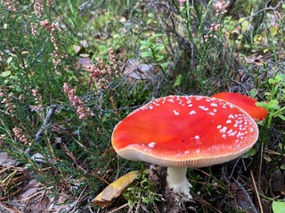 fly agaric in the forest © Magda