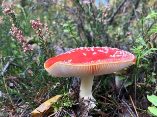 fly agaric in the forest © Magda