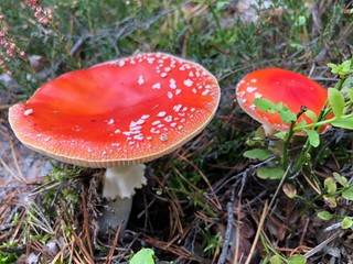 fly agaric in the forest © Magda