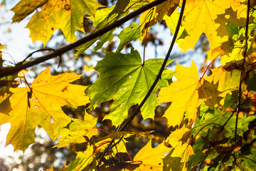 Beautiful yellow leaves on the tree in autumn, Poland