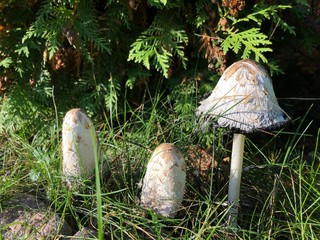 mushroom in forest © Magda