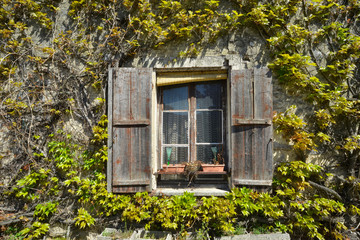 Vieille fenêtre en bois vieilli couronnée de vigne vierge, France