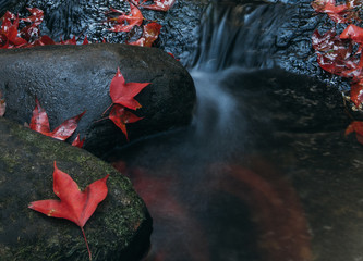  Red maple in water