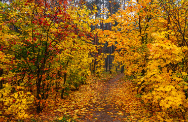 Forest. Autumn painted leaves with its magical colors. Beauty. Light fog gives the landscape a mystery.