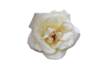 Fototapeta na wymiar white rose isolated on white background