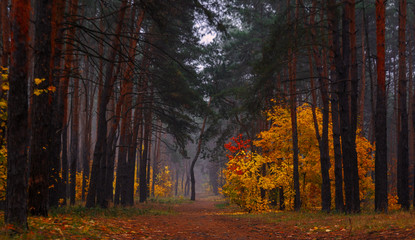Forest. Autumn painted leaves with its magical colors. Beauty. Light fog gives the landscape a mystery.