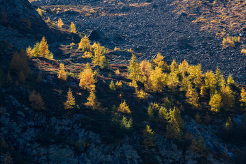 yellow larches in Val Zeznina