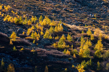 yellow larches in Val Zeznina
