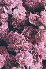 Vintage pink rose blooming background - 296484238