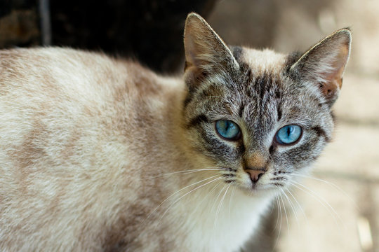 beautiful cat with blue eyes