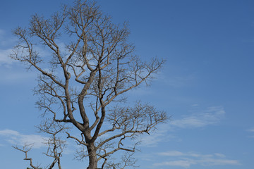 tree against blue sky