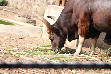 Awesome close view of Indian bison grazing grass on field of zoo.