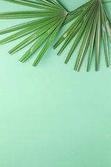 Fototapeta premium Fresh tropical leaves on color background