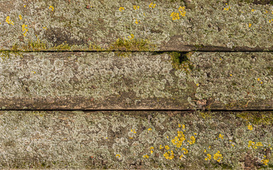 A table top made of old wooden rustic boards, nailed together, covered with tiny lichen in green and yellow. Decorative background. Copy space.