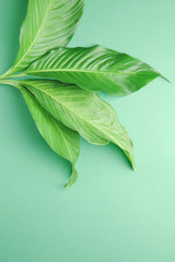 Fototapeta premium Fresh tropical leaves on color background