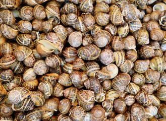 Top down close up view of snails landscape