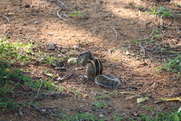 A Squirrel on the tree trunk looking curiously in its natural habitat. - Image