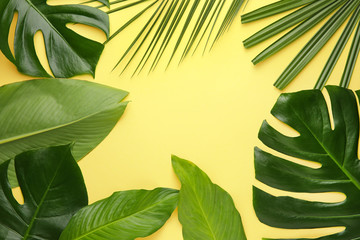 Fototapeta na wymiar Fresh tropical leaves on color background