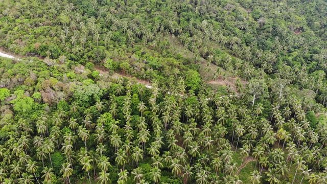 Huge palm plantation in tropical country. Small green palms growing on large plantation on sunny day in Thailand. Paradise island of Samui. deforestation of the planet for agriculture. Drone view.