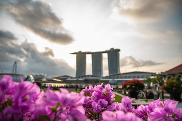 Lovely flowers with the marinabay sands in the background