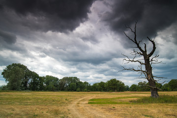 Fototapeta na wymiar Old oaks in Wielkopolski National Park, Rogalin National Park, Poland