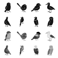Vector illustration of animal and wild symbol. Collection of animal and natural vector icon for stock.