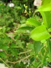 dew on grass