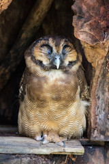 Portrait of sleeping screech owl also with large beautiful brown eyes, feathers eyebrows and sharp claws