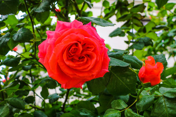 beautiful red roses bush in summer morning garden on bright summer day background.