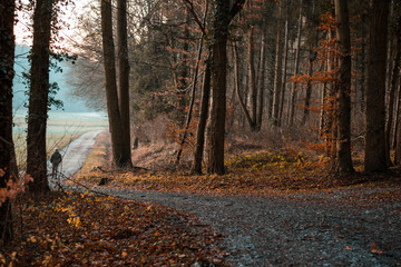 A road that goes through the brown forest