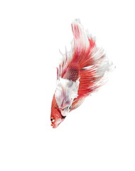 Siamese Fighting Fish, Betta splendens on White Background, Half Moon.