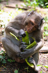 A male monkey eating and minding his own business in the forest of Siem Reap, Cambodia