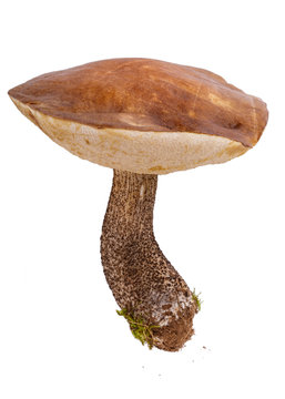 Edible forest mushrooms. Brown cap boletus, Leccinum scabrum  or birch bolete isolated on white background.