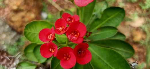 berries of red currant on bush