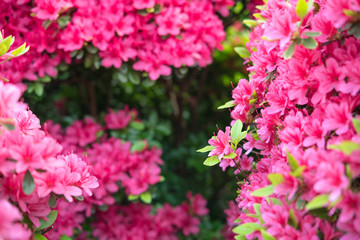 Pink azalea flowers background with copy space　ツツジの花の背景／フレーム